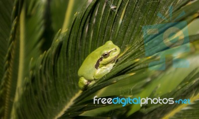 European Tree Frog Stock Photo