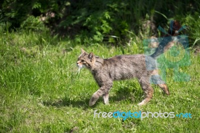 European Wildcat (felis Silvestris Silvestris) Stock Photo