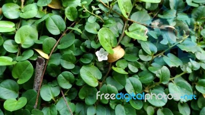 Evolvulus Nummularius Stock Photo Evolvulus Nummularius Stock Photo