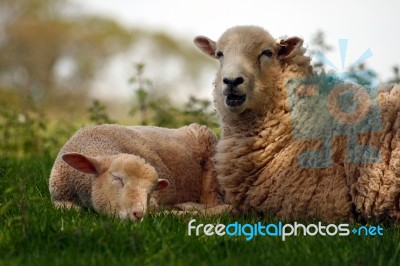 Ewe With Lamb Stock Photo