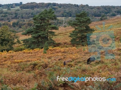 Exmoor Ponies Grazing In The  Ashdown Forest In Autumn Stock Photo