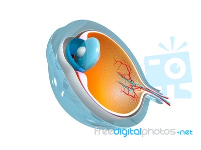 Eye Anatomy Stock Image