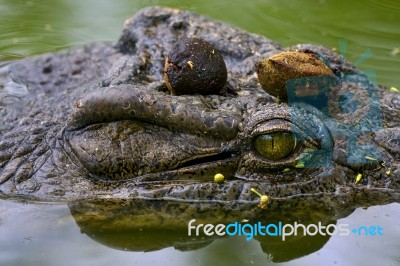 Eye Of Crocodile Stock Photo