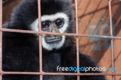 Face And Eyes Downcast Of Gibbon In A Cage Stock Photo