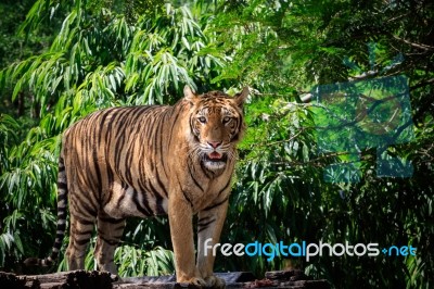 Face And Full Body Of Bengal Tiger Approach In Wild Stock Photo