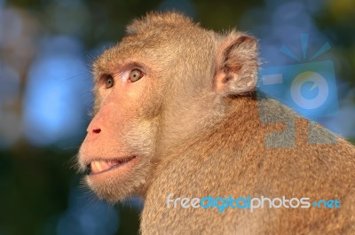 Face Of A Monkey Stock Photo