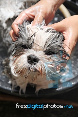 Face Of The Dog While In The Bath Stock Photo