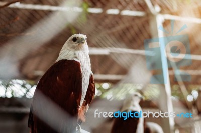 Falcon Of  Thailand Zoo Stock Photo