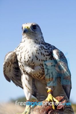 Falcon On Trainer's Glove Stock Photo
