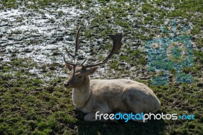 Fallow Deer (dama Dama) Stock Photo