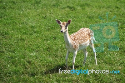 Fallow Deer (dama Dama) Stock Photo