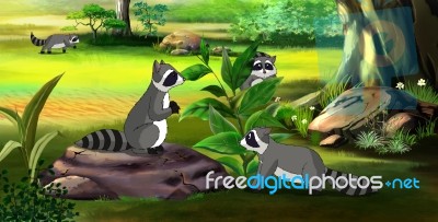 Family Of Raccoons In The Spring Forest Stock Image