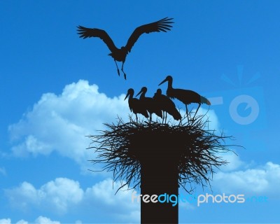 Family Of Storks In Nest Stock Image
