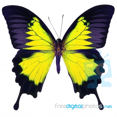 Fancy Butterfly Isolated On White Stock Photo