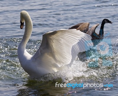 Fantastic Contest Between The Powerful Swan And The Brave Canada Goose Stock Photo