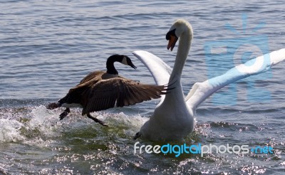 Fantastic Moment With The Canada Goose Attacking The Swan On The Lake Stock Photo
