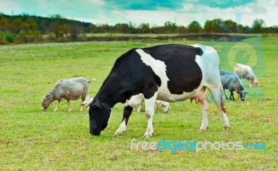 Farm Animals Stock Photo