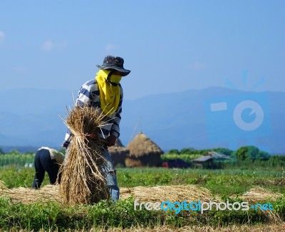 Farmer Holding Hay In Hand Stock Photo