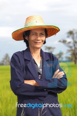 Farmer In The Rice Field Stock Photo