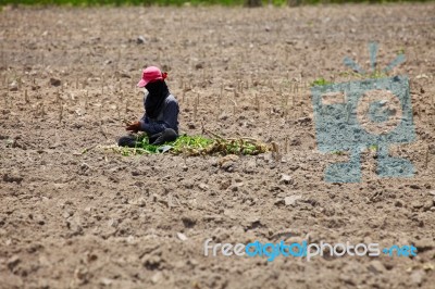 Farmer Preparing Young Cassava Plant Stock Photo