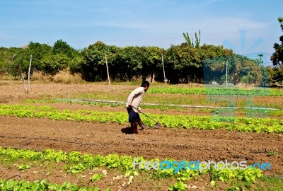 Farmer Working Land Stock Photo