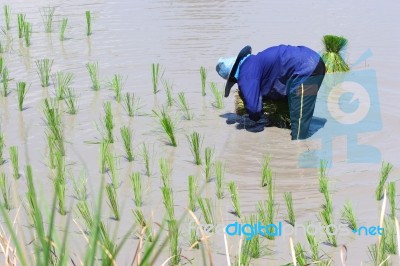 Farmer Working On Rice Field Stock Photo