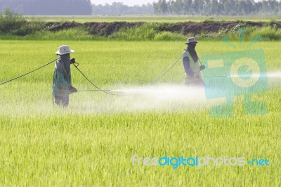 Farmers Spraying Pesticide Stock Photo