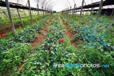 Farmland Stock Photo