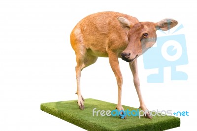 Fawn Standing On White Background Stock Photo