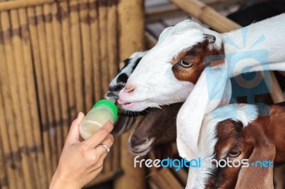 Feeding Goat Stock Photo