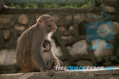 Feeding Infant Stock Photo