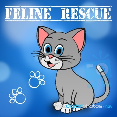 Feline Rescue Represents Domestic Cat And Cats Stock Image