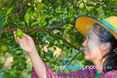 Female Agriculturist Hand Holding Fresh Lemon Stock Photo