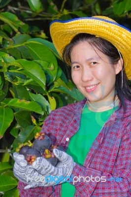Female Agriculturist Hand Showing Mangosteens Stock Photo