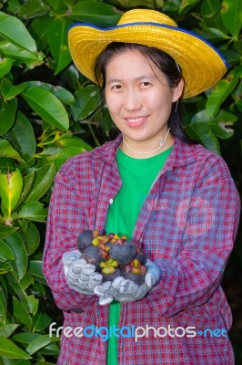 Female Agriculturist Hand Showing Mangosteens Stock Photo