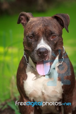 Female American Pitbull Terrier Stock Photo