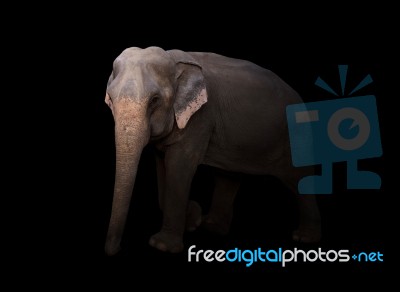 Female Asia Elephant In The Dark Stock Photo