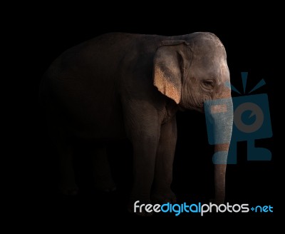 Female Asia Elephant In The Dark Stock Photo