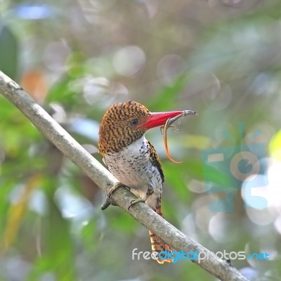 Female Banded Kingfisher Stock Photo
