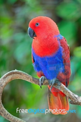 Female Eclectus Parrot Stock Photo