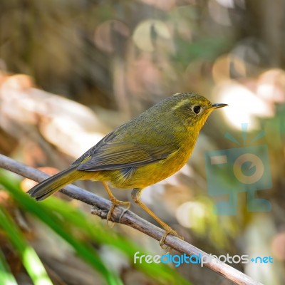 Female Golden Bush Robin Stock Photo Female Golden Bush Robin Stock Photo