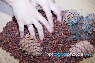 Female Hands With Cedar Nuts And Cones Stock Photo