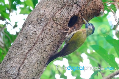 Female Laced Woodpecker Stock Photo