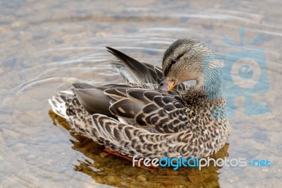 Female Mallard Stock Photo