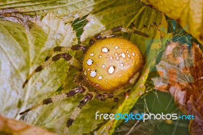 Female Orb Spider Stock Photo