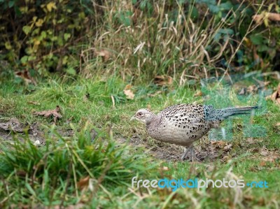 Female Pheasant At Warnham Nature Reserve Stock Photo