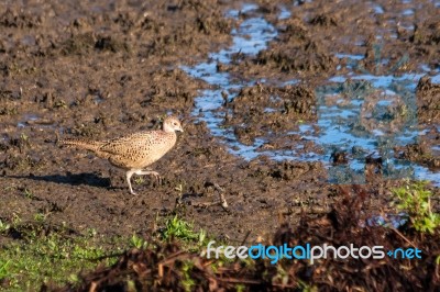 Female Pheasant At Weir Wood Reservoir Stock Photo