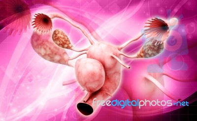 Female Reproductive System Stock Image