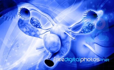 Female Reproductive System Stock Image
