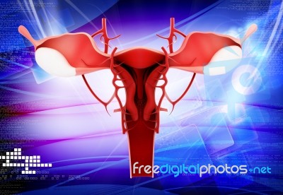 Female Reproductive System Stock Image